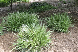 Carex Icedance — photo 1